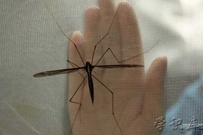 ​世界上最大的蚊子，巨大蚊简介