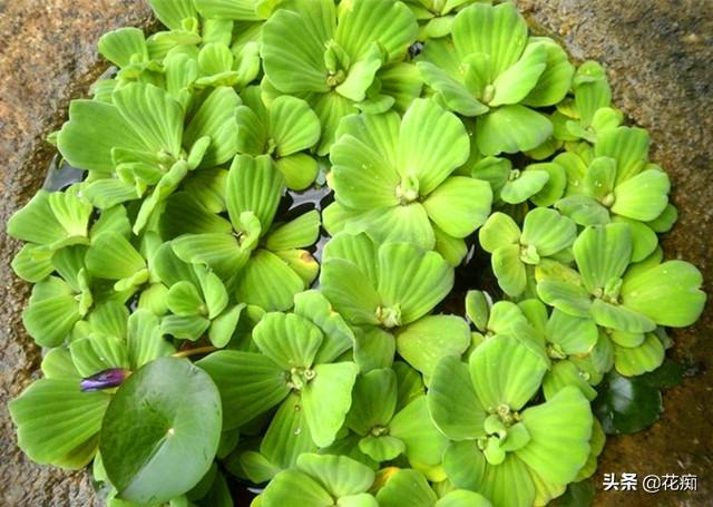 水芙蓉在鱼缸养危害(水芙蓉能净化水质吗)