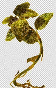 ​金线莲是什么植物（金线莲作用和功效介绍）