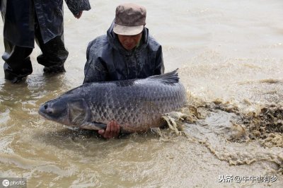 ​中国目前发现最大的青鱼重达114公斤！这青鱼石应该很值钱吧？