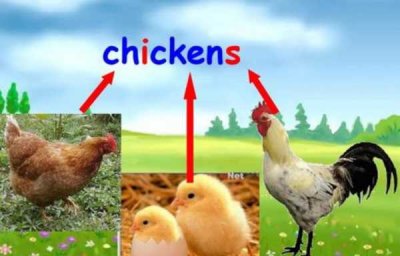 ​chicken可数还是不可数?用法是什么?