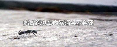 ​车子里面有蚂蚁有什么影响 车子里面怎么会进蚂蚁