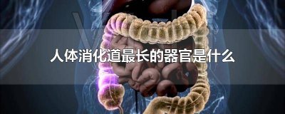 ​人体消化道最长的器官是什么? 人体消化道中最长的器官是?