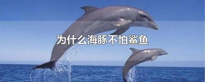 ​海豚怎么不怕鲨鱼 为什么海豚怕鲨鱼不对不对