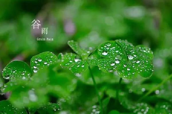 谷雨节气喝什么茶养生 谷雨节气的饮食禁忌