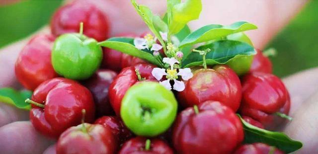 生活水果分类有哪些？42个科154种水果别说吃过，你见过多少  6