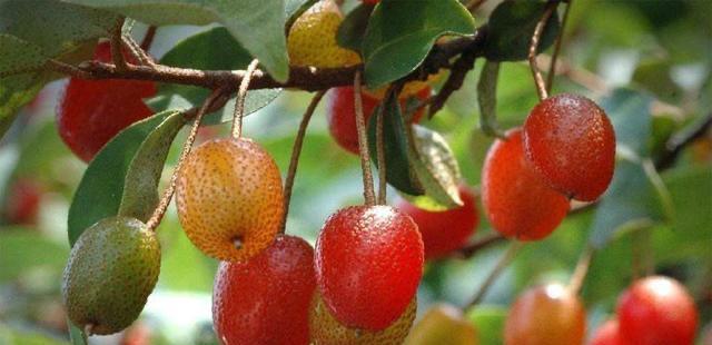 生活水果分类有哪些？42个科154种水果别说吃过，你见过多少  5