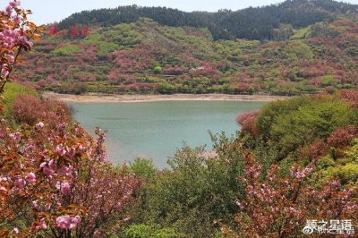 ​国家级赏樱胜地，赏樱何必去日本，来四明山就行