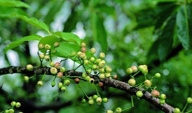 50种常见野生植物图鉴，据说农村的朋友能认识一半以上，真的吗