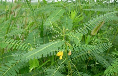 50种常见野生植物图鉴，据说农村的朋友能认识一半以上，真的吗