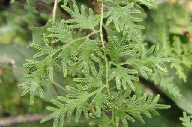 50种常见野生植物图鉴，据说农村的朋友能认识一半以上，真的吗