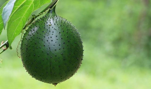 50种常见野生植物图鉴，据说农村的朋友能认识一半以上，真的吗