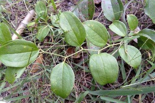 50种常见野生植物图鉴，据说农村的朋友能认识一半以上，真的吗