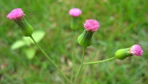 50种常见野生植物图鉴，据说农村的朋友能认识一半以上，真的吗