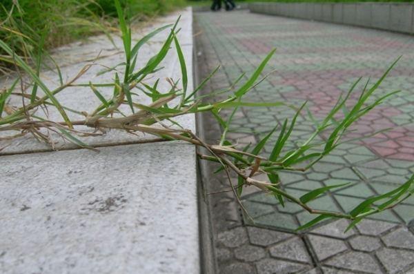 50种常见野生植物图鉴，据说农村的朋友能认识一半以上，真的吗