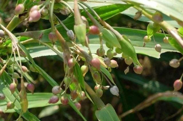 50种常见野生植物图鉴，据说农村的朋友能认识一半以上，真的吗