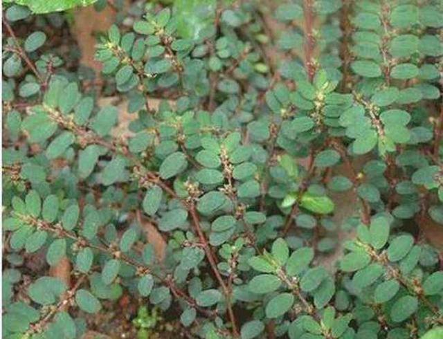 50种常见野生植物图鉴，据说农村的朋友能认识一半以上，真的吗