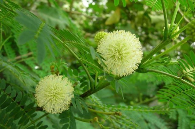 50种常见野生植物图鉴，据说农村的朋友能认识一半以上，真的吗