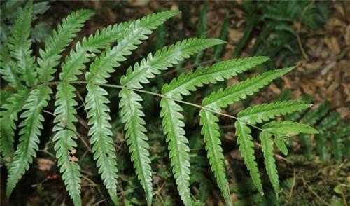 50种常见野生植物图鉴，据说农村的朋友能认识一半以上，真的吗