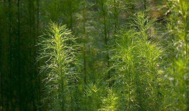 50种常见野生植物图鉴，据说农村的朋友能认识一半以上，真的吗