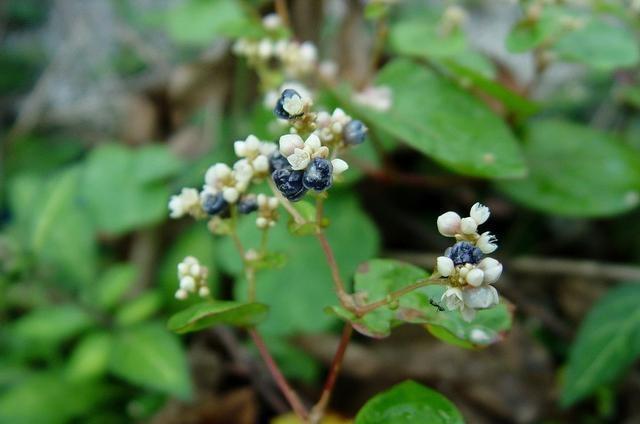 50种常见野生植物图鉴，据说农村的朋友能认识一半以上，真的吗