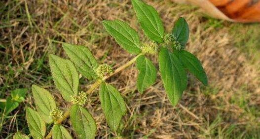 50种常见野生植物图鉴，据说农村的朋友能认识一半以上，真的吗