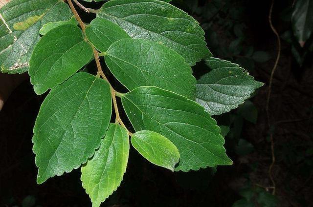 50种常见野生植物图鉴，据说农村的朋友能认识一半以上，真的吗