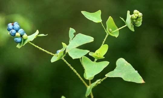 50种常见野生植物图鉴，据说农村的朋友能认识一半以上，真的吗