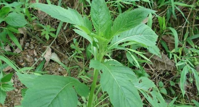 50种常见野生植物图鉴，据说农村的朋友能认识一半以上，真的吗