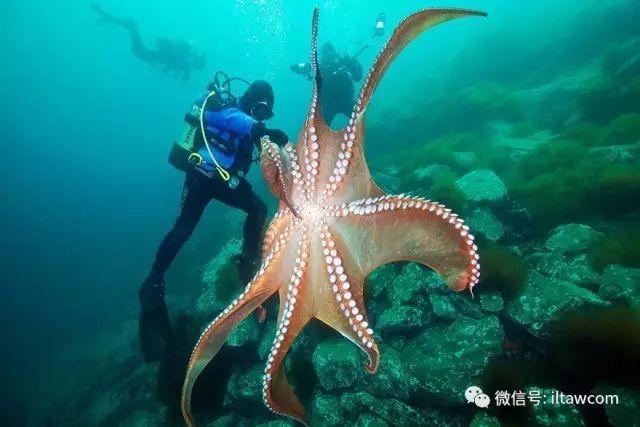 海洋世界中的10种“最大”的生物