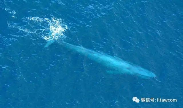 海洋世界中的10种“最大”的生物