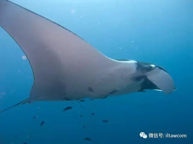 海洋世界中的10种“最大”的生物