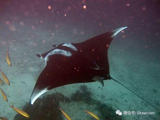 海洋世界中的10种“最大”的生物