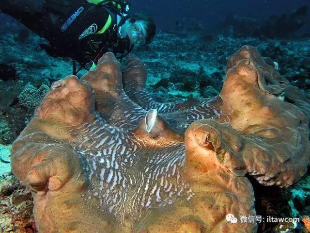 海洋世界中的10种“最大”的生物