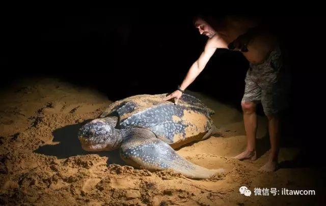 海洋世界中的10种“最大”的生物