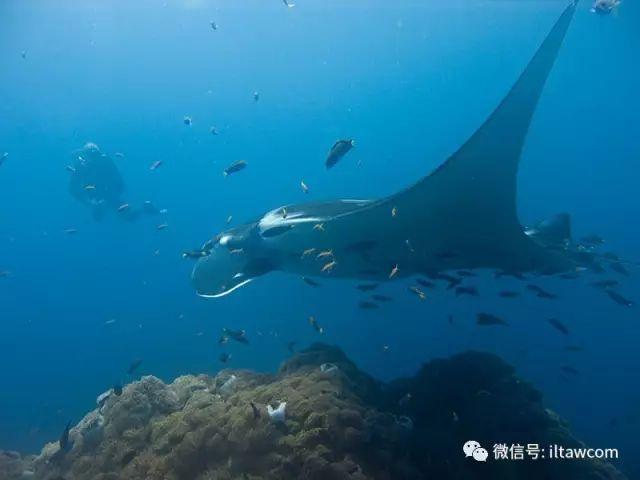 海洋世界中的10种“最大”的生物