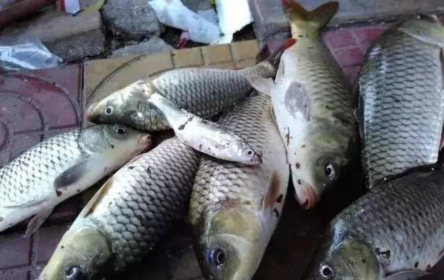 自制丁香油当小药，野钓时加进去，鲫鱼鲤鱼都疯狂咬钩！