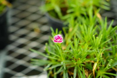 ​康乃馨一年开几次花，开花有什么寓意