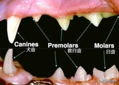 ​阿富汗猎犬正脸照阿富汗猎犬体型