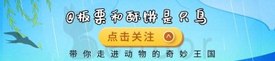 ​食人鱼真的会吃人吗？几分钟啃得只剩白骨，连鳄鱼遇到都会逃跑