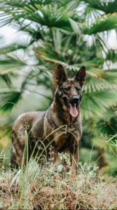 ​“中国军犬之王”-昆明犬，优秀不输国际名犬