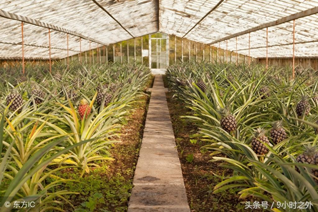 菠萝不再是南方的特权，北方温室大棚也可以种植！