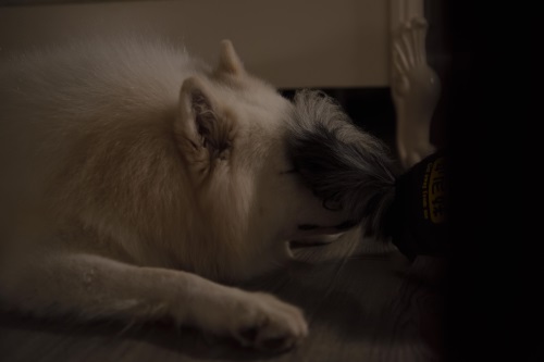 萌宠表情包之熬夜累成狗