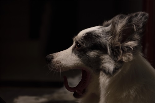 萌宠表情包之熬夜累成狗