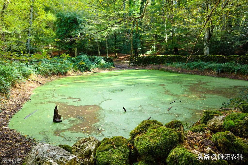 除青苔的最好药剂(除青苔的最好办法)