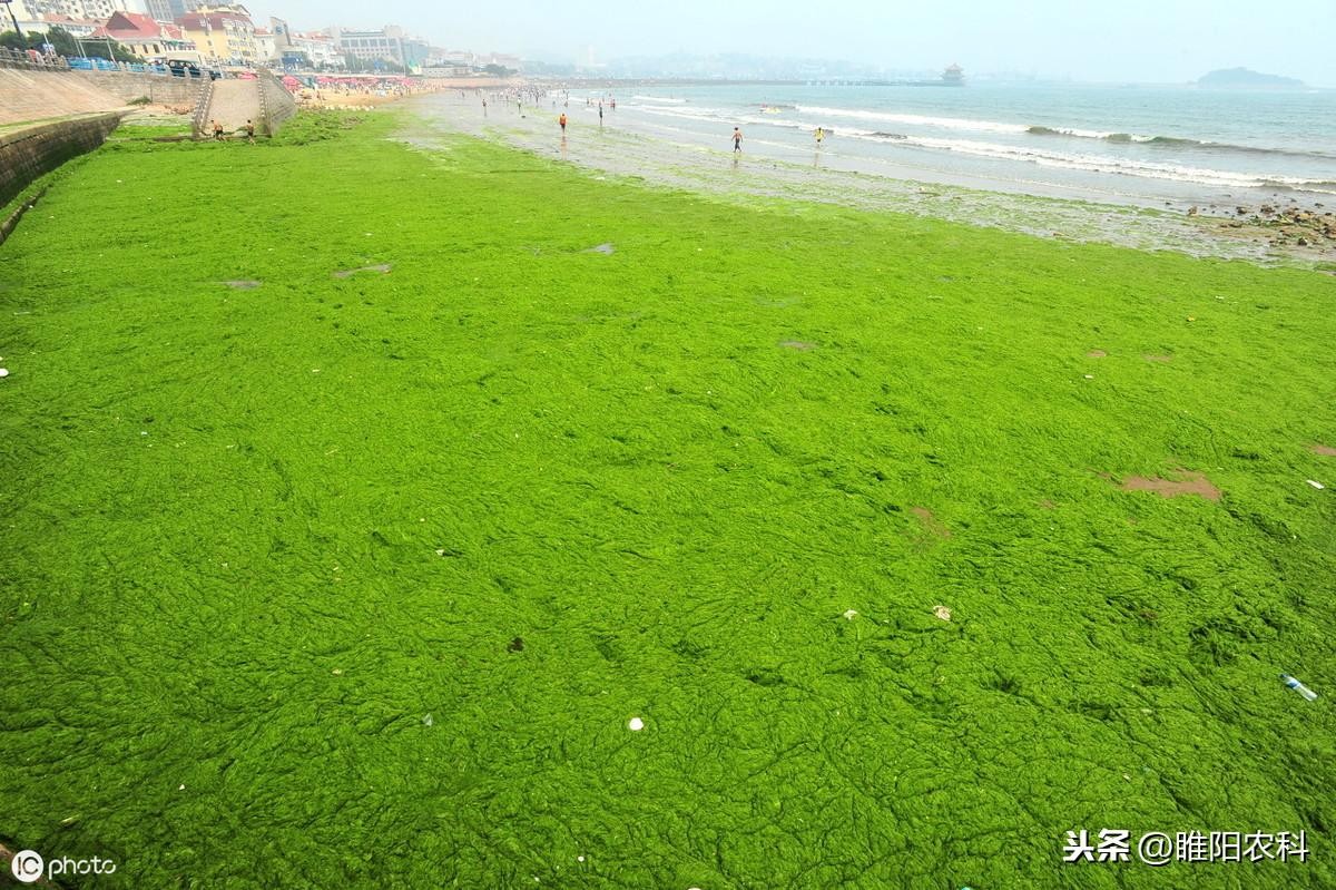 除青苔的最好药剂(除青苔的最好办法)