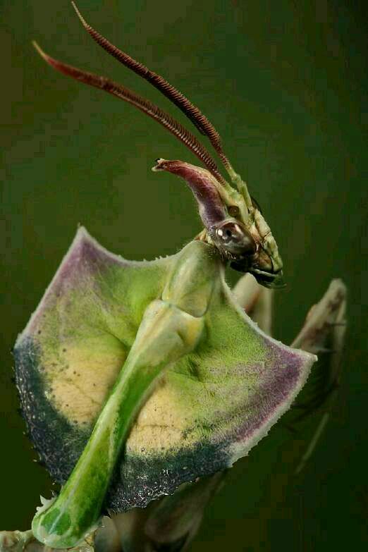 体型最大且稀有的魔花螳螂,长得好看的都是雄性喂不饱媳妇就被杀