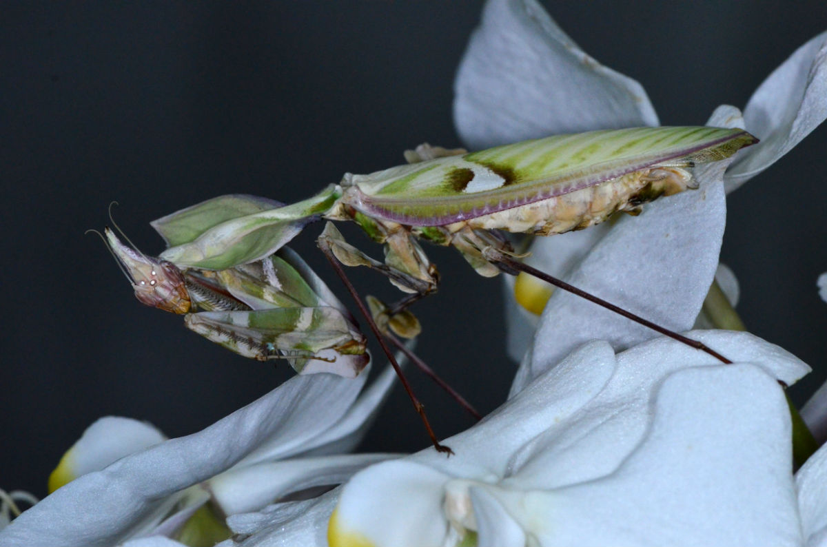 体型最大且稀有的魔花螳螂,长得好看的都是雄性喂不饱媳妇就被杀