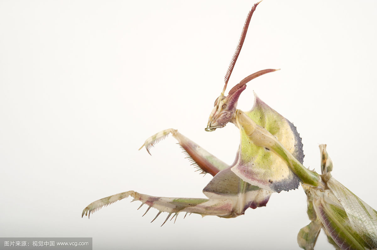 体型最大且稀有的魔花螳螂,长得好看的都是雄性喂不饱媳妇就被杀