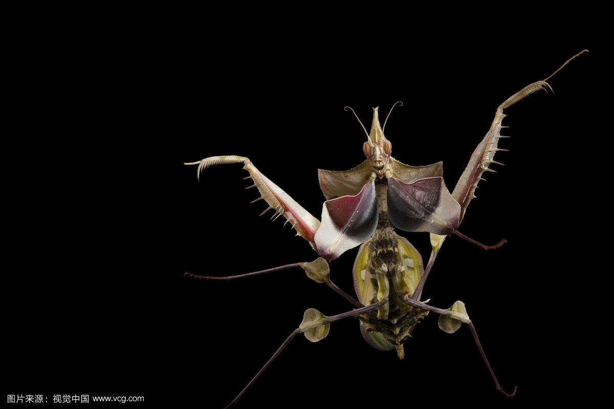 体型最大且稀有的魔花螳螂,长得好看的都是雄性喂不饱媳妇就被杀
